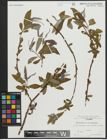 Foto von Salix alba L. x Salix fragilis L.